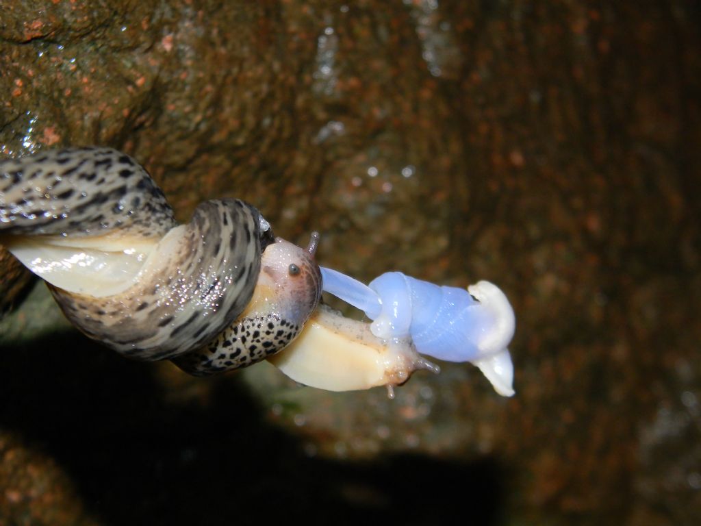 Accoppiamento Limax maximus da Guntschna (BZ) - per Cmb